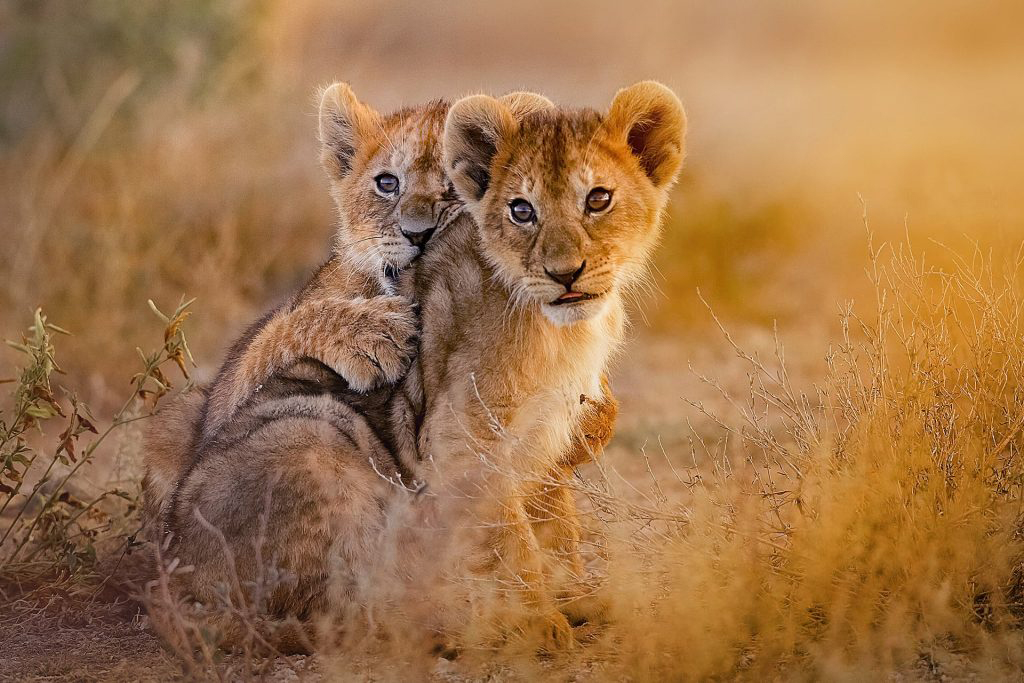 Safari
